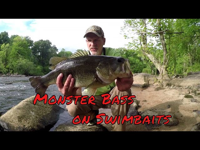 Epic! 2 Monster Bass on MegaBass Swimbait ! 