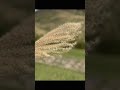 冬季的擎天崗，芒草遍野，平日若有空，值得一去。但是風比較大，防風衣要記得穿好哦，帽子戴上，不然吹的頭好痛。拍習慣了橫屏，shorts就變的要被截掉左膀右臂，但還是很美，分享給大家！