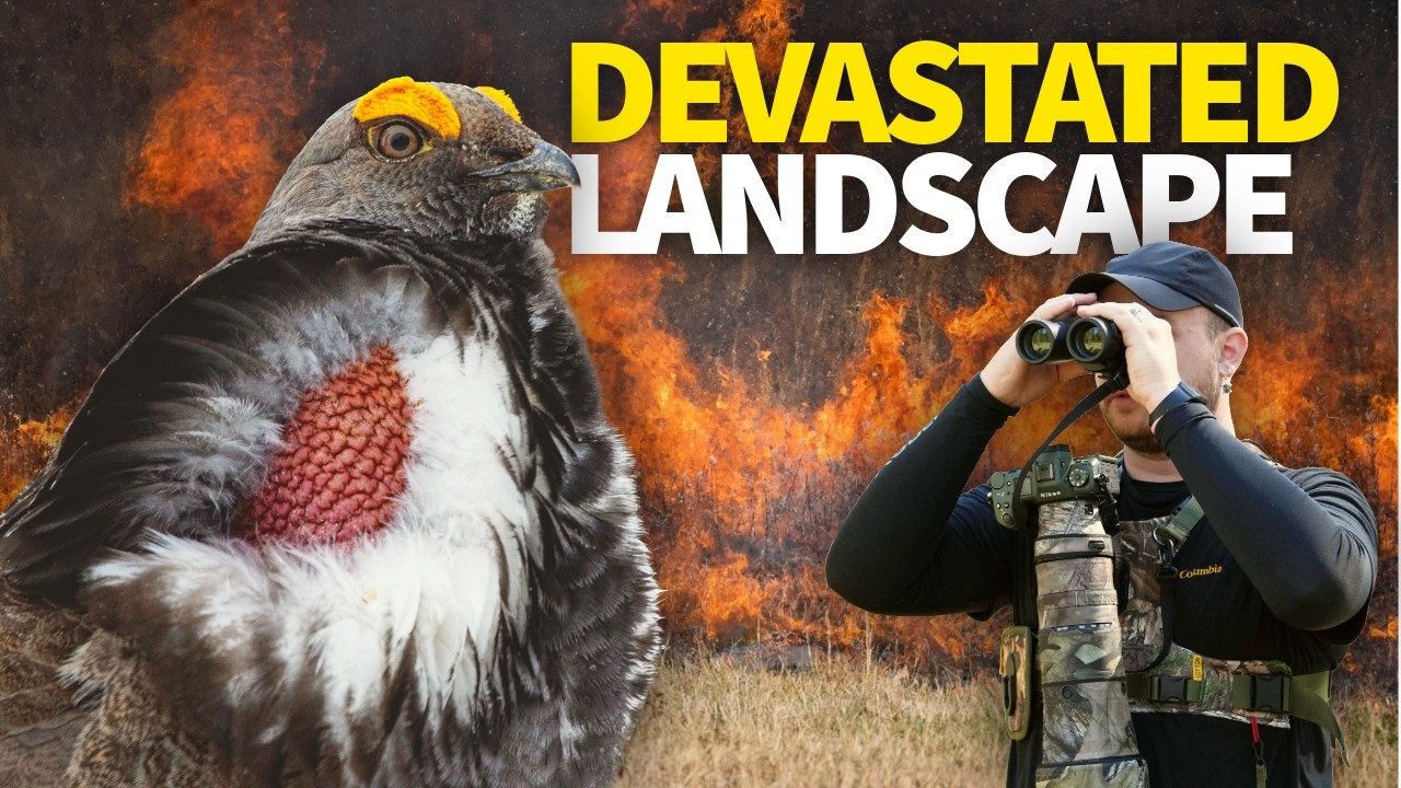 Finding a RARE Bird in a Land Devastated by FIRE