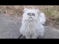 Weird-looking cat Wilfred goes viral with Michael Rapaport voiceover