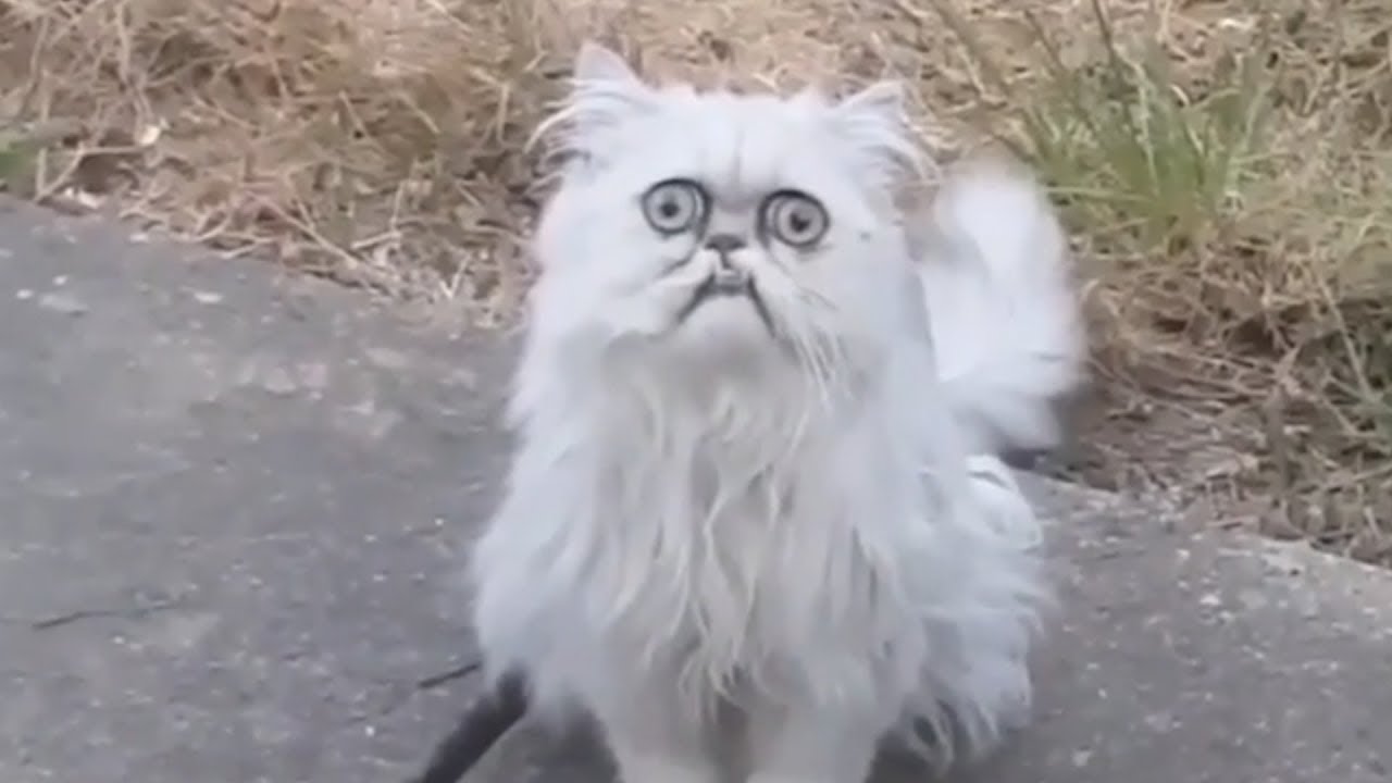 Weird-looking cat Wilfred goes viral 