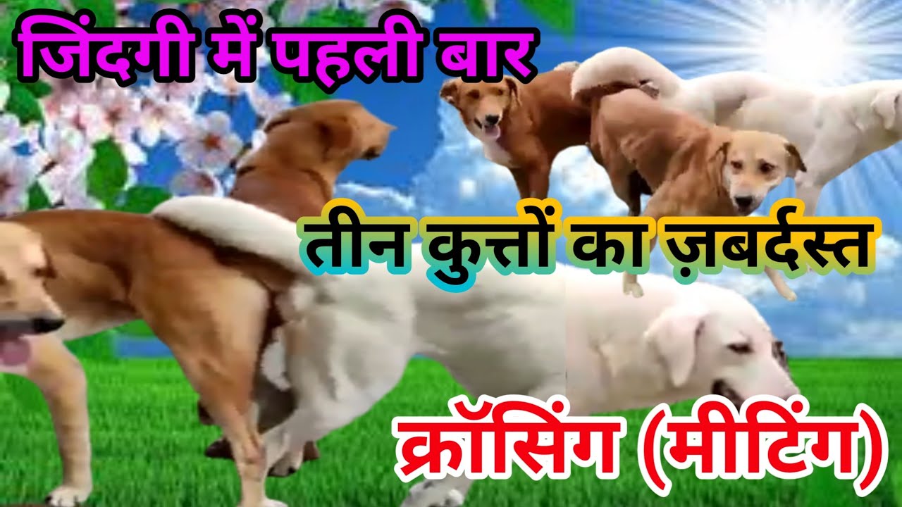 sex with the dog video