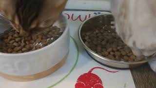 Nature s Veriety Instinct Ultimate Protein Cat Food Review With Bengal Cats