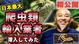 【本邦初公開】日本最大の爬虫類輸入業者に潜入してみた【レップジャパン】