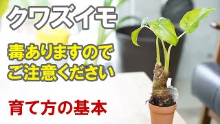 クワズイモの育て方 植え替え 水やり 食べちゃダメ 冬越しなど Youtube