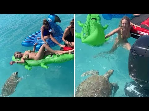 Turtle Attacks Sunbather's Lilo