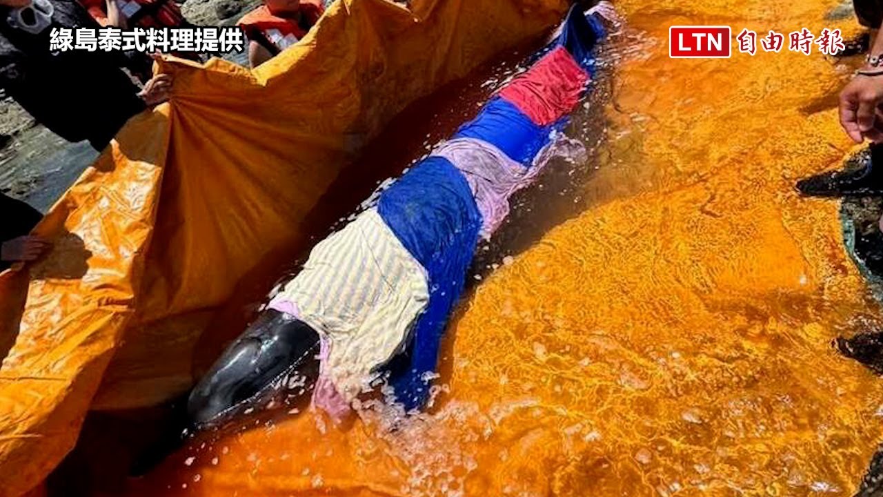 疑似罕見中喙鯨綠島海岸擱淺  海保單位合力民眾搶救上岸