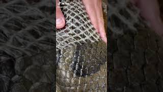 Famous world top beautiful rainbow reticulated python snake #animals #snakes(3) Wealth