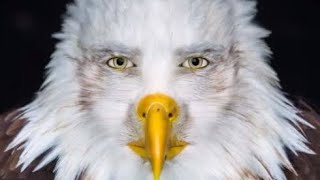 I am an eagle | stick nodes |
