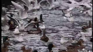 The Duck Family - Wildlife Survival Instinct (Nat Geo Wild)