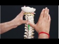 SNAGs (Lower Cervical Spine C3-C7) for pain / stiffness in neck