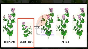 Class 12 Biology Chapter 5 Principle of Inheritance and Variation - Mendel