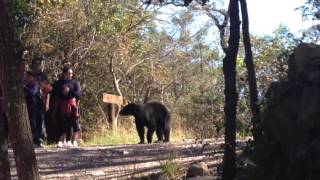 Ataque de oso en Chipinque