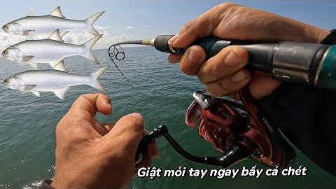 Giật Mỏi Tay Với Bầy Cá Chét Câu Jig Trụ Điện Hòn Sơn Phần 1 | Hưởng Câu Cá