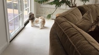 Shih Tzu dog Lacey's cute bark 🐾 | Christmas watchdog? 🤔🎄
