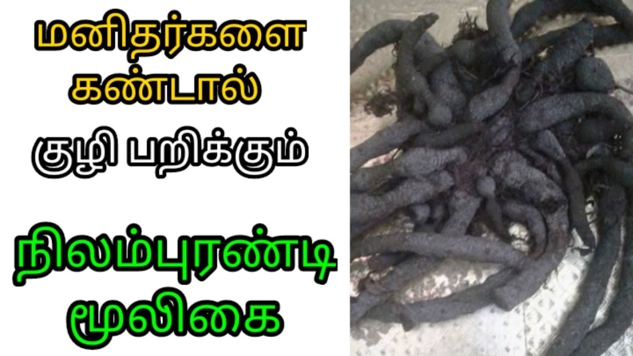 Nilampurandi | நிலம் புரண்டி