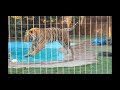 Watch these tigers swim to feel good !