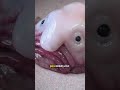 blobfish gerçekten çok ilginç bir balık #blobfish #balık #deniz #okyanus #evren #bilgi