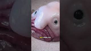 Blobfish Gerçekten Çok Ilginç Bir Balık Ik