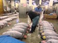 Tsukiji fish market - Preparing the fish for the tuna auction