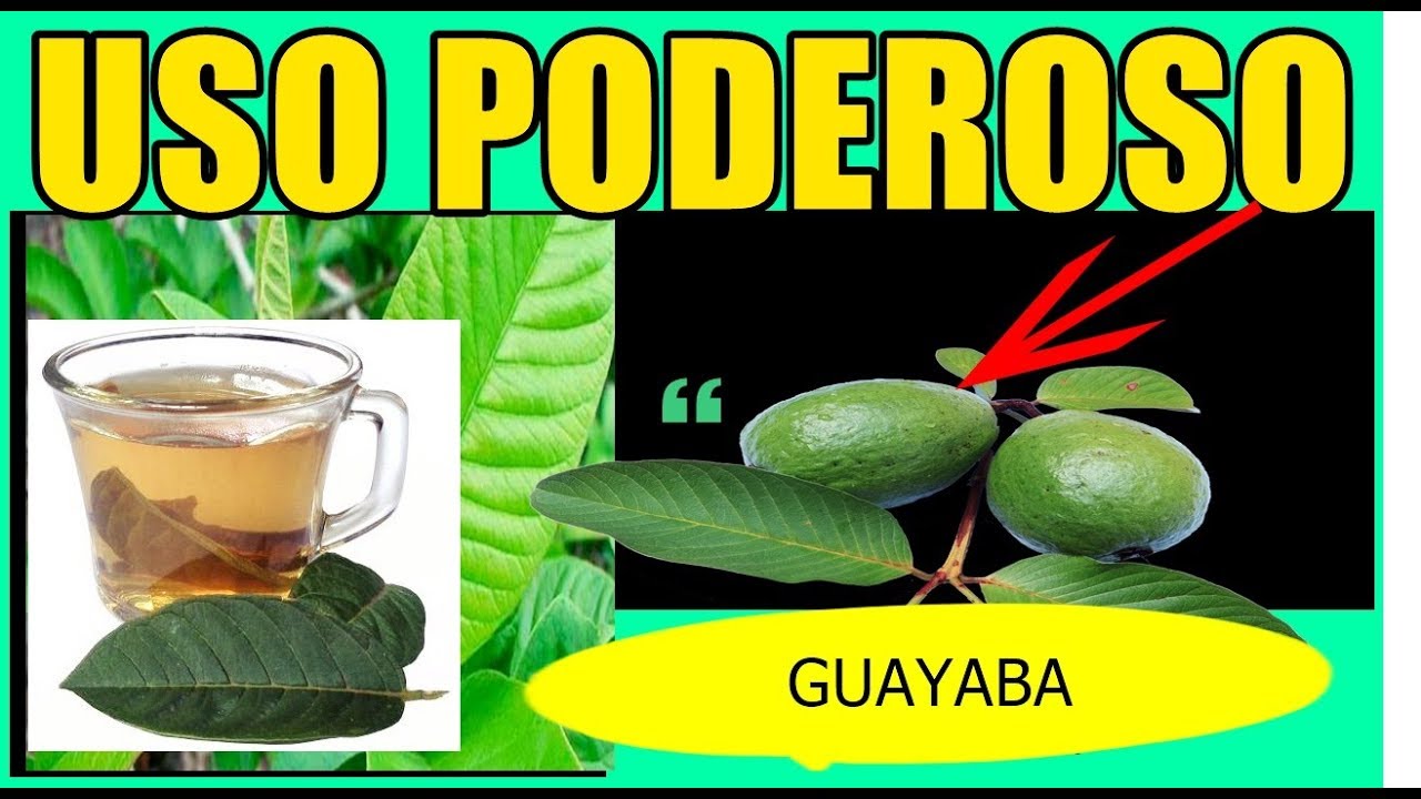 AGUA DE GUAYABA PARA EL CABELLO, LA HOJA DE GUAYABA, CONSUME GUAYABA