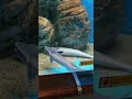 #コバンザメ