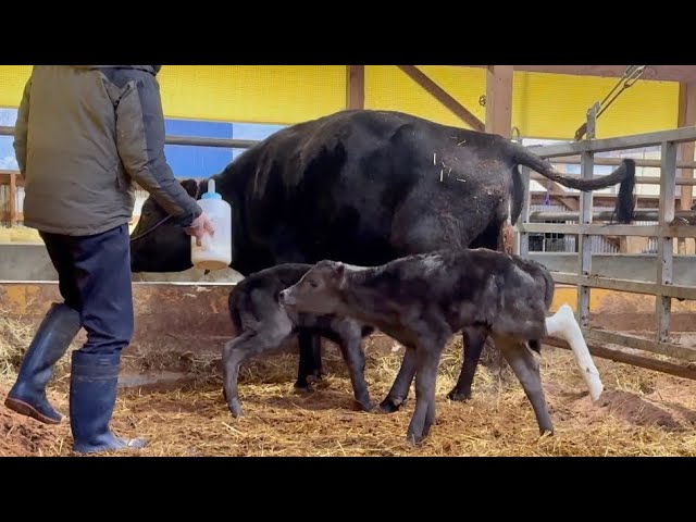 The twin calves' legs were broken. - YouTube