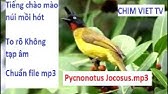 Tiếng Chim Chào Mào Núi | Black Crested Bulbul Call Song - Youtube