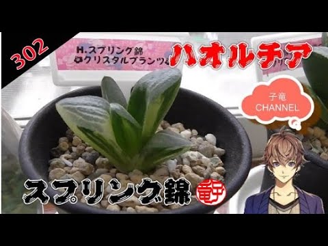 観葉 植物 ジェリー ボール 育て 方
