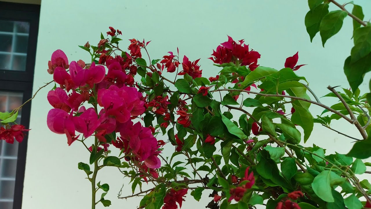Bougainvillea പൂക്കളോട് കൂടി ചെടികൾ വളർന്നു🤩 അപ്പൊൾ നമ്മൾ എന്ത് ചെയ്യും?🥰