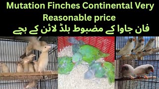 Mutation Finches Continental Finches Fawn Java Sparrow Chicks Very Reasonable price| Asif Birds Farm