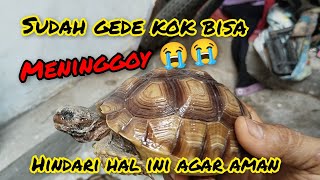 Sulcata 10 cm katanya ukuran aman kok M4t1??? jangan sampai hal ini terjadi