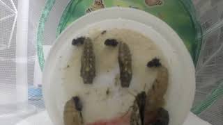 Painted Lady Butterfly Lifecycle