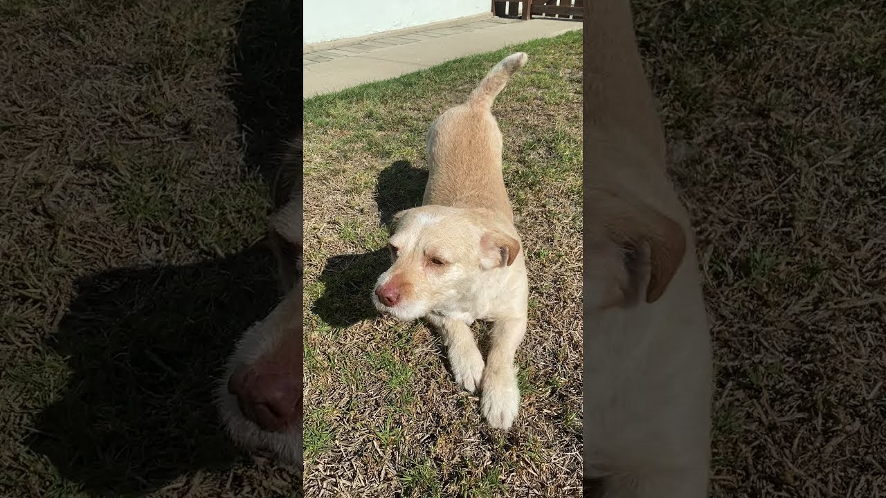 尻尾をフリフリ 飼い主さんに匍匐前進をしながら近寄って来る犬が楽し気でかわいい ガジェット通信 Getnews