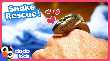 This Snake Is Stuck In Slimy Goo! Help! | Dodo Kids | Rescued!