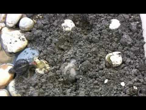 Snapping Turtles