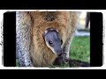 ПРИКОЛЫ С ЖИВОТНЫМИ подборка | FUNNY ANIMALS compilation #620