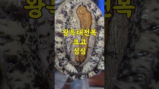 6/2일 완도전복 왕특대전복 크고 싱싱합니다