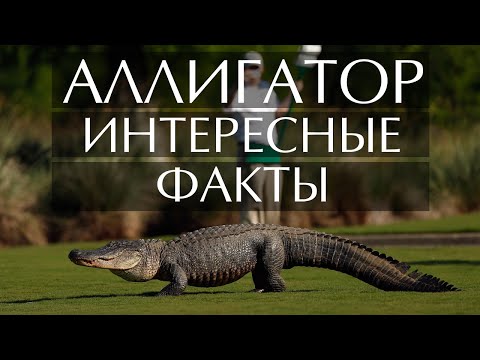 Видео: Есть ли аллигаторы в ламантиновой реке?