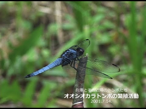兵庫のトンボ オオシオカラトンボ Youtube 兵庫のトンボ オオシオカラトンボ Youtube