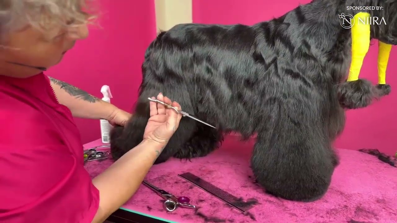 How to Trim American Cocker Spaniel Underline