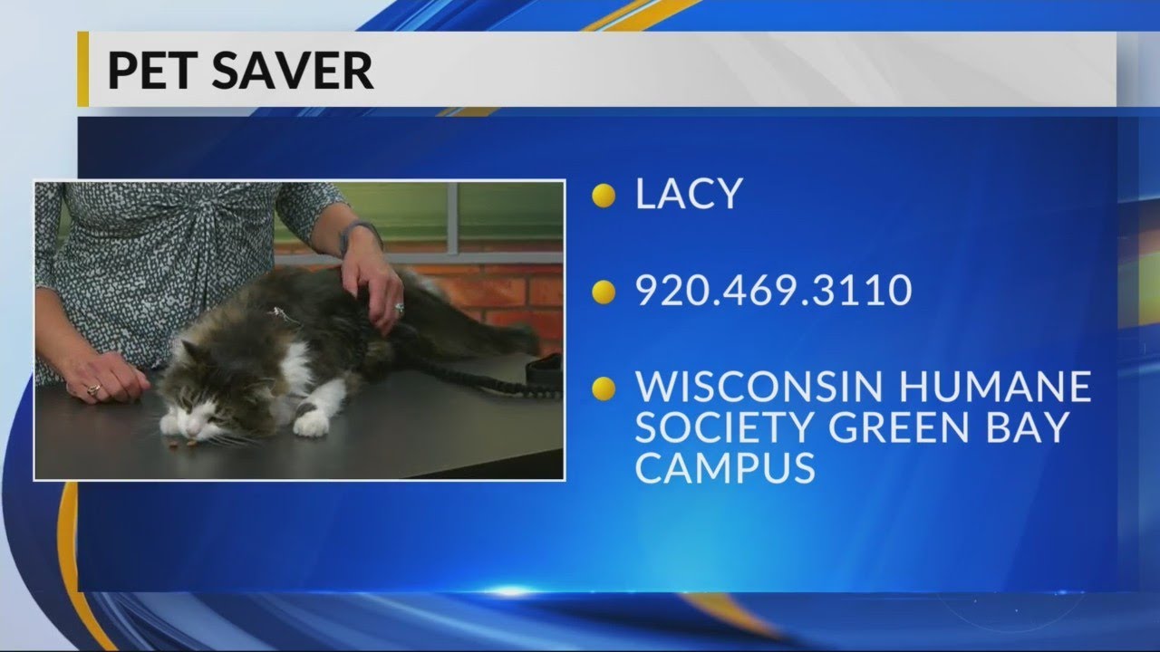 PetSaver: Lacy 4/22/19