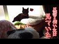 ついに見たぞ！猫フク姫がエリザベスカラーを外す瞬間！！