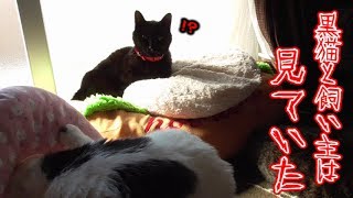 ついに見たぞ！猫フク姫がエリザベスカラーを外す瞬間！！