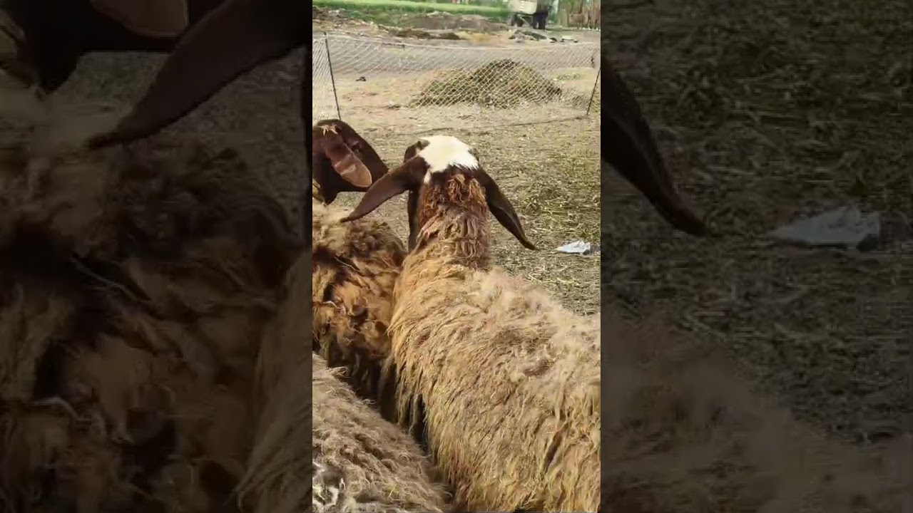 متاح 4 نعجات رواخي فى مزرعة المعلم رضا القبراوى كفر الشيخ لتواصل فون 01097337410