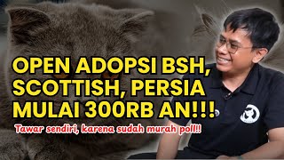 Adoption is open again, when else will there be BSH, Scottish, Persian with a dowry starting at a...