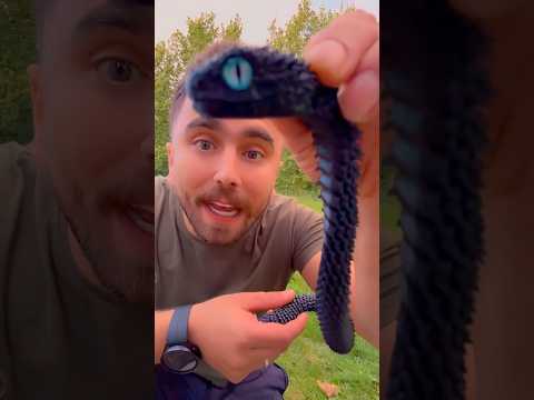 عثرت على افعى داخل منطقة الفضائيين انصاري