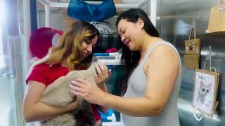 Clear the Shelters Pet Adoption Event Runs Through the Month of August