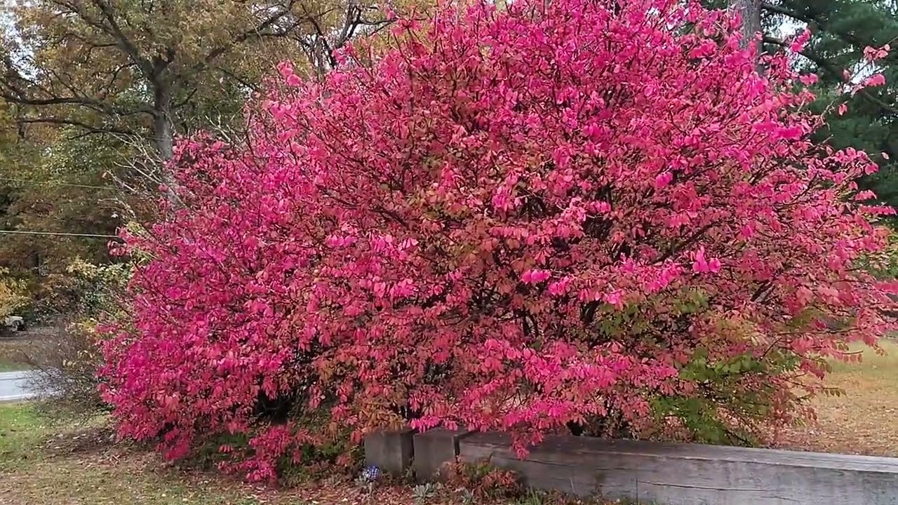 614. Beautiful Fall Leaves 2025