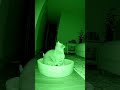 What PULLED my cat into the hallway? #horror #scary #paranormal #poltergeist #foundfootage